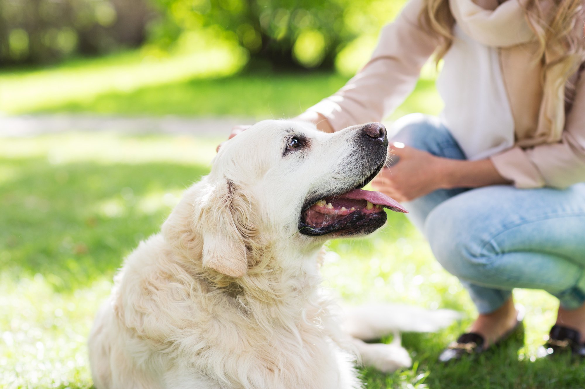 The Dos and Don'ts of Owning Pets in an HOA Community
