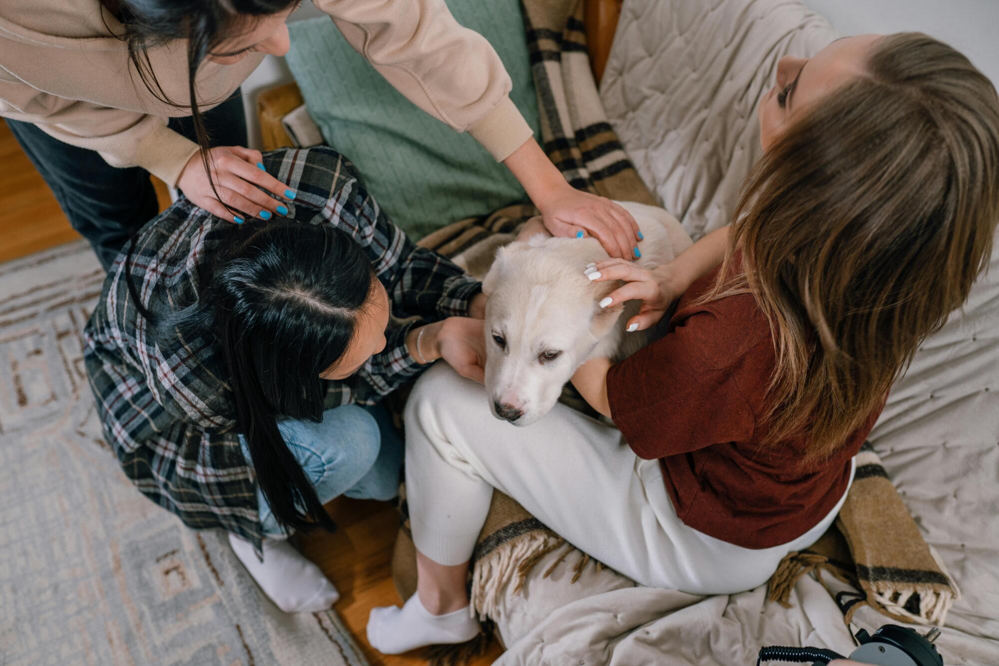 The Benefits of Allowing Support Animals in Your LA HOA